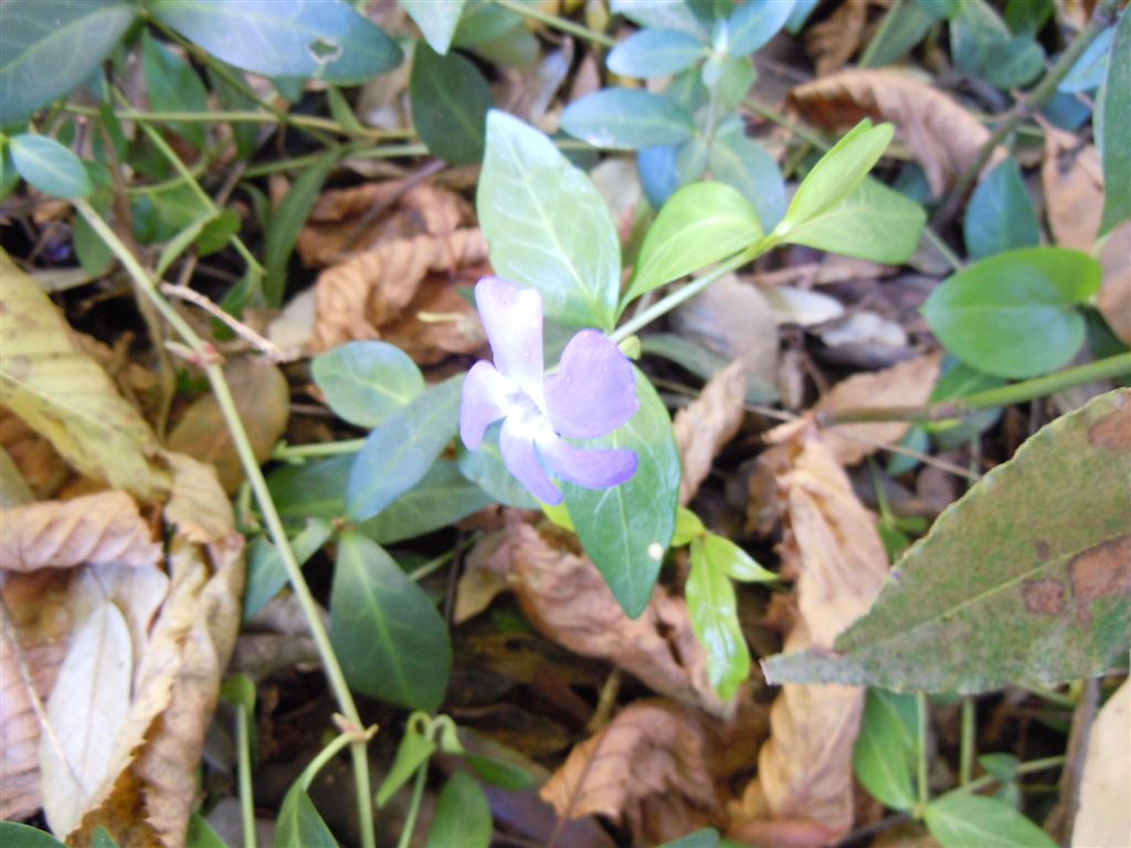 Fiori blu-violacei - Vinca minor L.